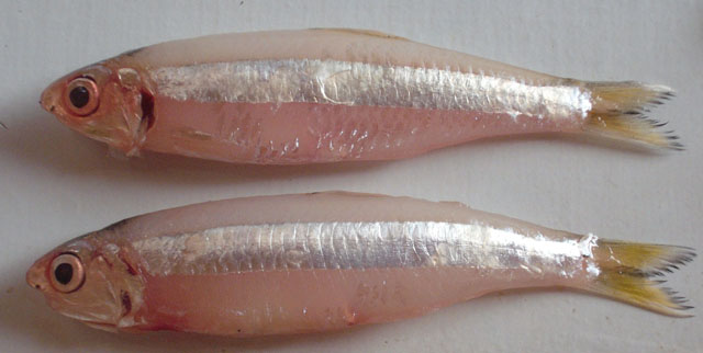 Anchoviella lepidentostole