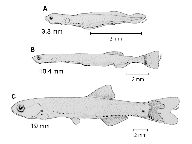 Anchovia macrolepidota