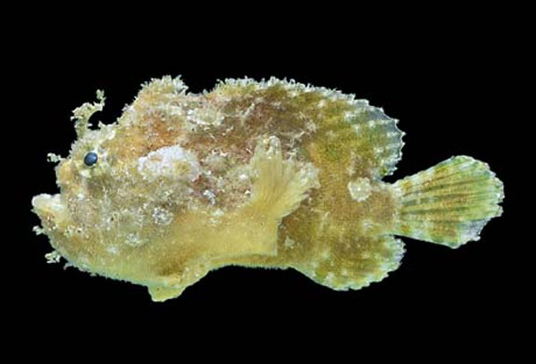 Antennatus sanguineus