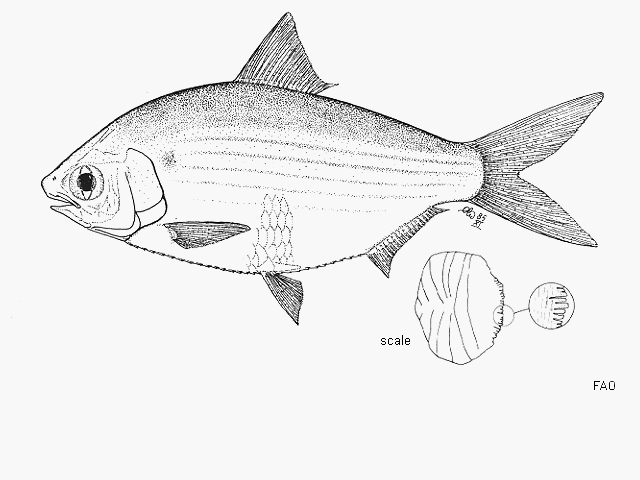 Anodontostoma selangkat