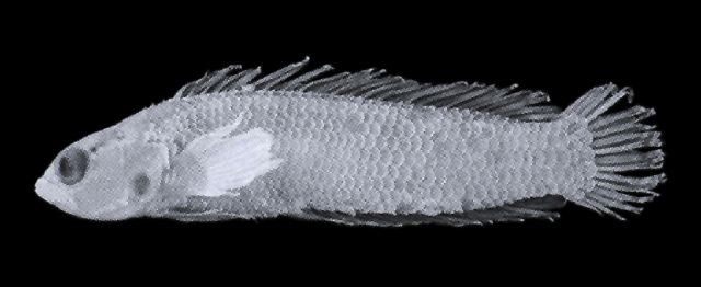 Anisochromis straussi