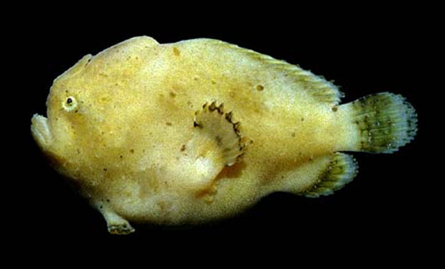 Antennatus strigatus