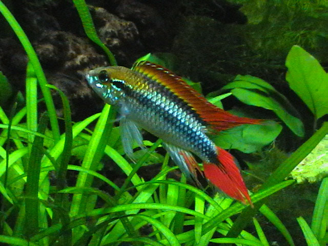 Apistogramma agassizii