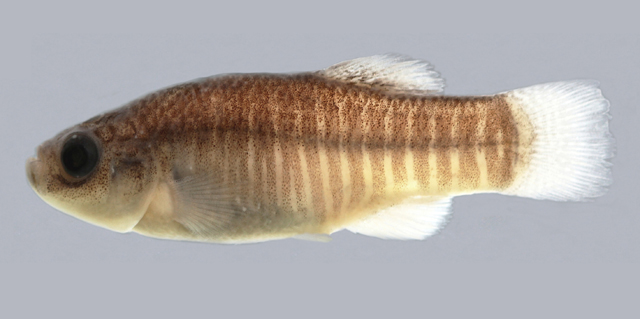 Aphanius arakensis