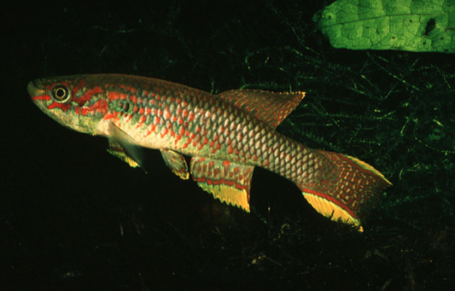 Aphyosemion batesii