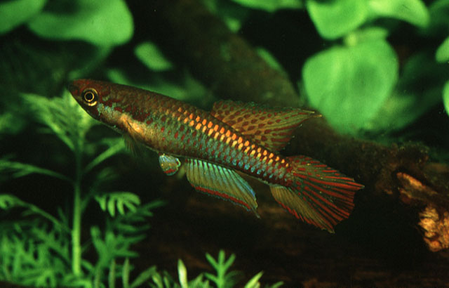 Aphyosemion bitaeniatum