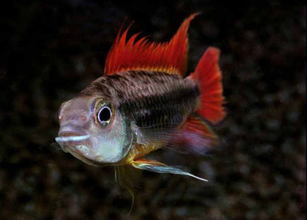 Apistogramma cacatuoides