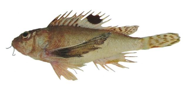 Apistus carinatus