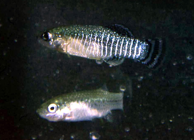 Aphanius iberus