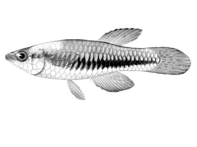 Lacustricola katangae