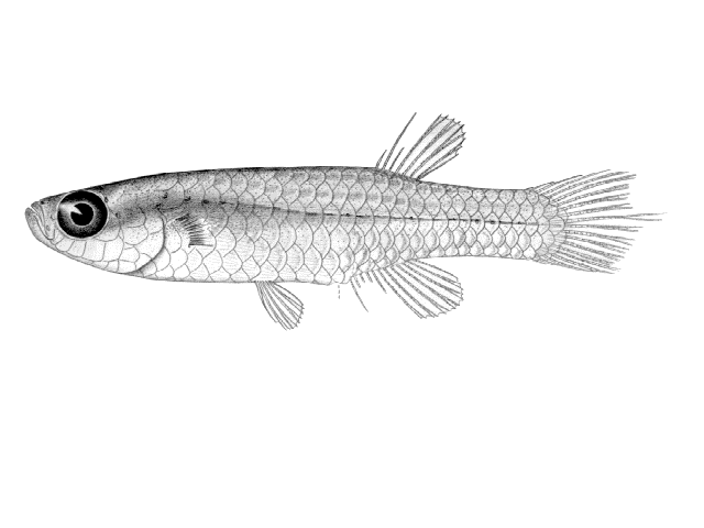 Lacustricola macrurus