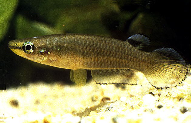 Aplocheilus panchax