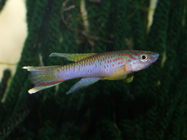 Aphyosemion riggenbachi