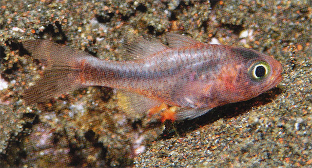 Apogon seminigracaudus