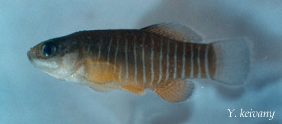 Aphanius vladykovi