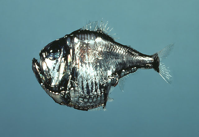 Argyropelecus aculeatus