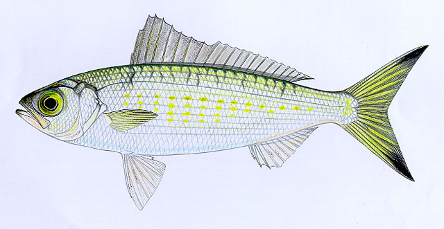 Arripis georgianus