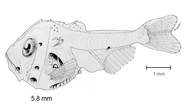 Argyropelecus sladeni