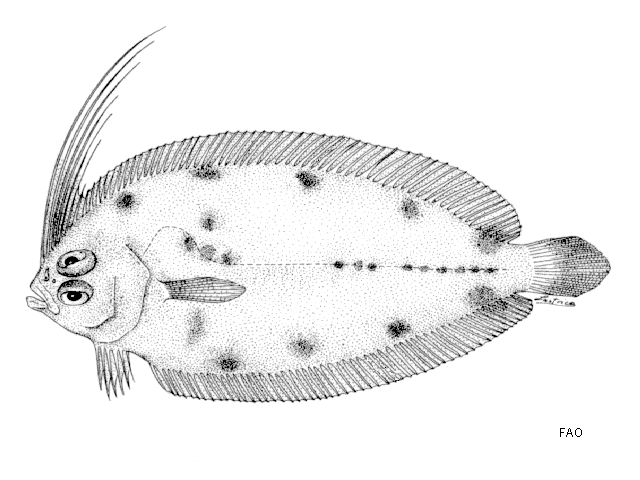 Arnoglossus tapeinosoma