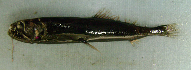 Astronesthes cyaneus