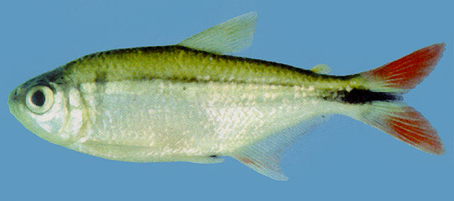 Astyanax fasciatus