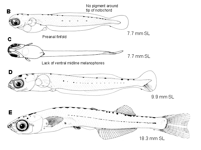 Atherinopsis californiensis