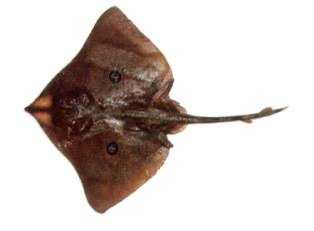 Atlantoraja cyclophora