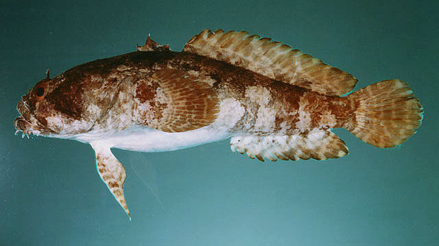 Colletteichthys dussumieri