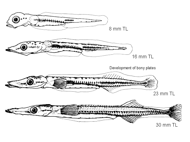 Aulorhynchus flavidus