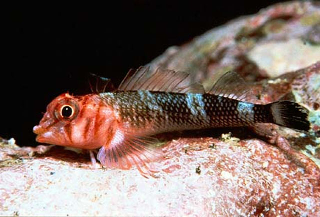 Axoclinus cocoensis