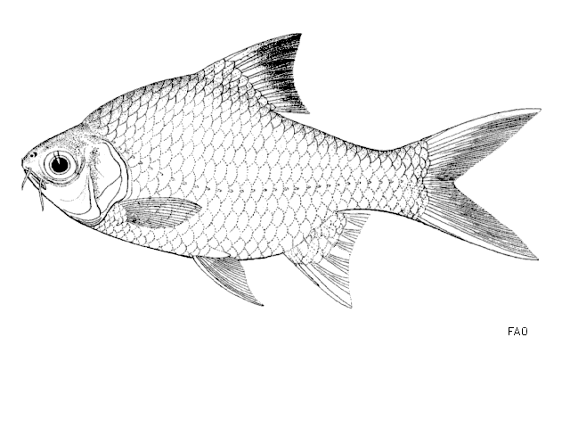 Barbonymus altus