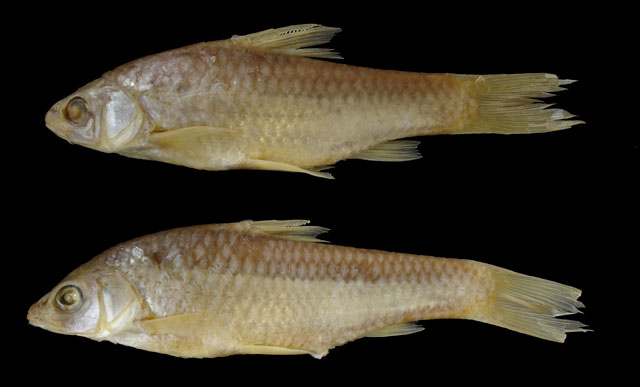 Enteromius argenteus