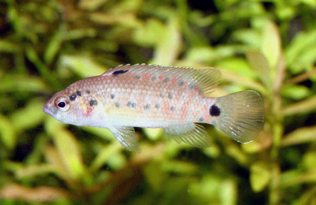 Badis assamensis