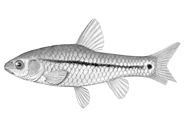 Enteromius brevidorsalis