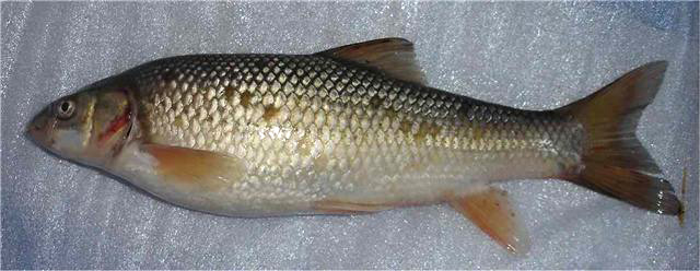 Luciobarbus callensis