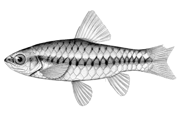 Enteromius chiumbeensis