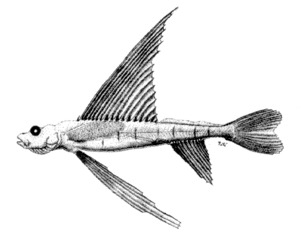 Bathysaurus ferox