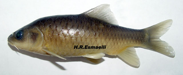 Carasobarbus luteus