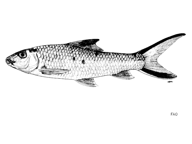 Barbichthys laevis