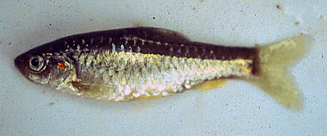 Enteromius oligogrammus