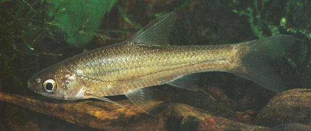 Enteromius paludinosus