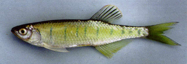 Opsarius pulchellus