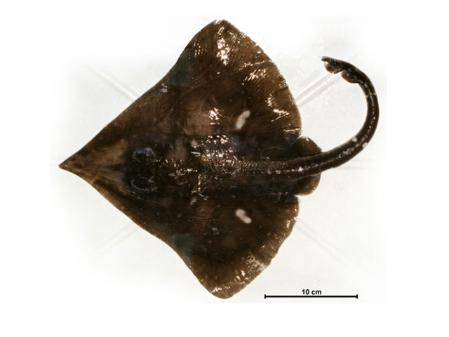 Bathyraja scaphiops