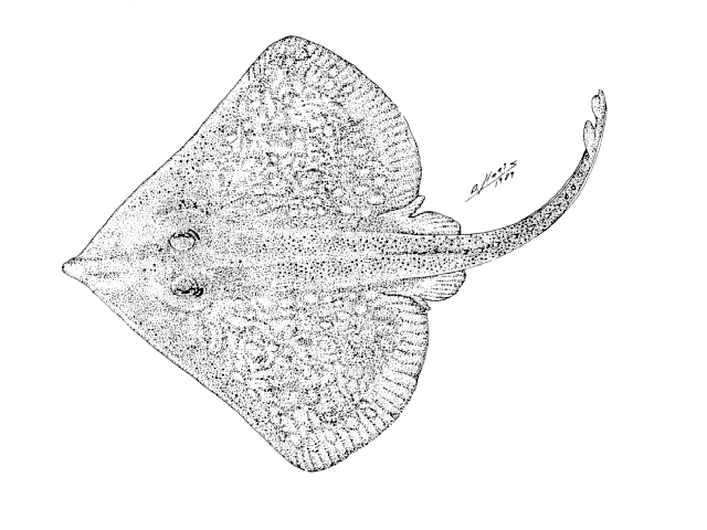 Bathyraja scaphiops