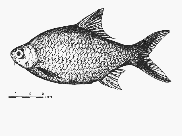 Barbonymus schwanenfeldii