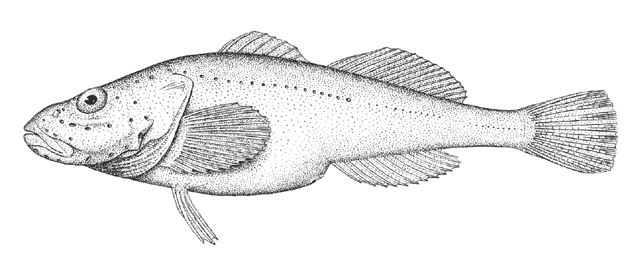 Batrachocottus talievi