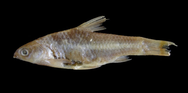 Enteromius zanzibaricus