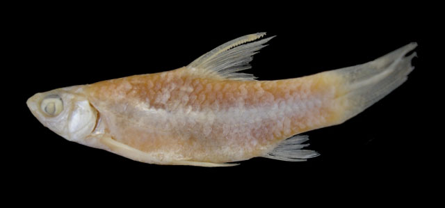 Enteromius zanzibaricus