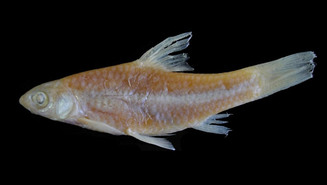 Enteromius zanzibaricus