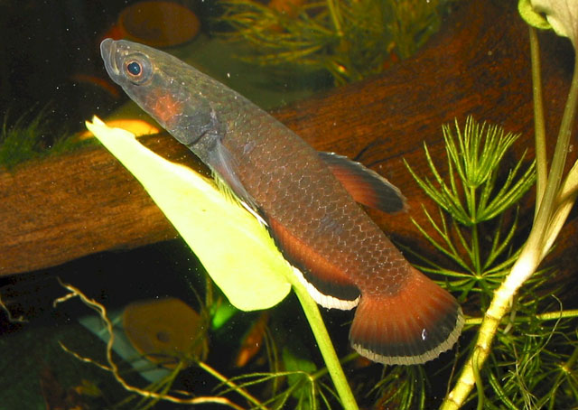 Betta albimarginata